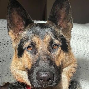 Meet your Posher, Abby